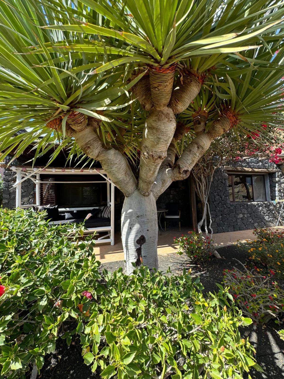 Castillo Lanzarote Villa Bailey - Luxury Villa - Pet Friendly With Heated Pool La Asomada  Екстер'єр фото